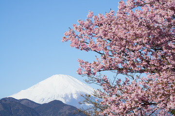 Kawazu cherry blossoms in full bloom and Mt. Fuji against the blue sky
