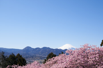 Fototapeta na wymiar Kawazu cherry blossoms in full bloom and Mt. Fuji against the blue sky 