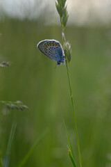 Common Blue small butterfly close up in nature