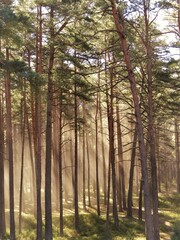 Obraz premium Morning in the forest