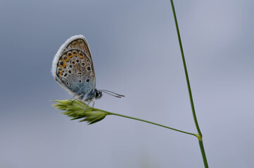 Common blue butterfly on a plant macro close up