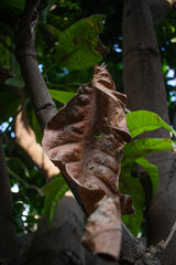 Dried(dead) mango tree leaf hanging with a mango tree.