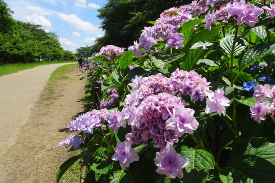 額紫陽花 Images Browse 2 581 Stock Photos Vectors And Video Adobe Stock 額紫陽花 Images Browse 2 581 Stock Photos Vectors And Video Adobe Stock