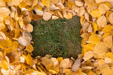 Yellow autumn leaves on the ground