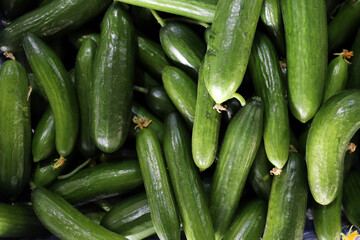 Cucumber background Cucumber harvest. many cucumbers. cucumbers from the field.