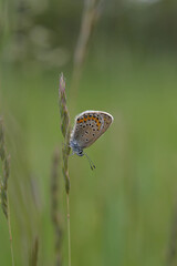 Brown argus butterfly on a plant in nature close up