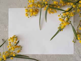 Elegant sunny composition with sprigs of mimosa and white sheet of paper for text. Spring, joyful and happy mood. Spring is renewal in nature. Yellow flowers, beautiful card. Banner.