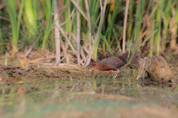 Ruddy-breasted crake (Zapornia fusca), or ruddy crake at Baruipur marsh. West Bengal,India