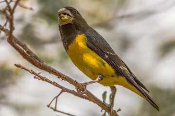 Spot-winged grosbeak (Mycerobas melanozanthos) munching fruits at Pangot, Uttarakhand, India.