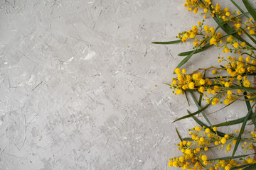 Elegant, sunny sprigs of mimosa on grey background. Spring, joyful and happy mood. Spring is renewal in nature and desire of people for new. Yellow flowers, beautiful card. Banner. - obrazy, fototapety, plakaty