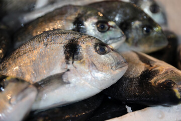 Gilt-head bream for sale at fish market