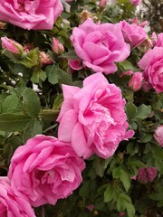 pink roses in a garden