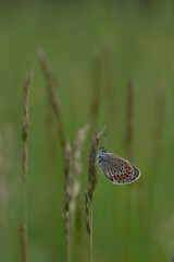 Brown argus butterfly on a plant in nature close up