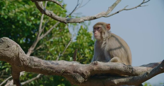 Wild monkey sit on tree at mountain