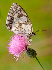 Spanish Marbled White Butterfly, Melanargia lachesis, near Almansa, Spain.