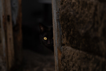 見つめる黄色の眼　黒猫