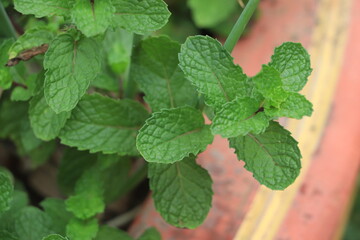 Mint leaves in the garden are very fresh with sunlight
