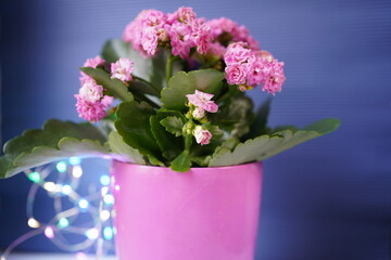 Kalanchoe flower magenta color with a glowing garland of multicolored bulbs on a blurred blue background. Soft selective focus