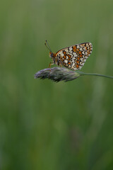 Boloria dia, Weaver's Fritillary butterly close up in nature