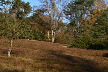 Herbst Landschaft in der Tietlinger Heide, Niedersachsen
