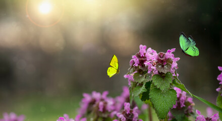 Spring time background. Butterflies flying on the spring flowers