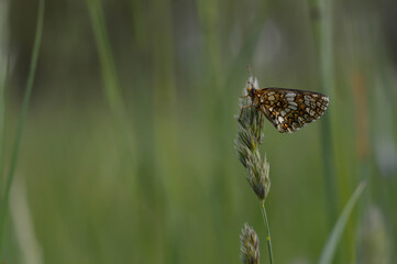 Boloria dia, Weaver's Fritillary butterly close up in nature