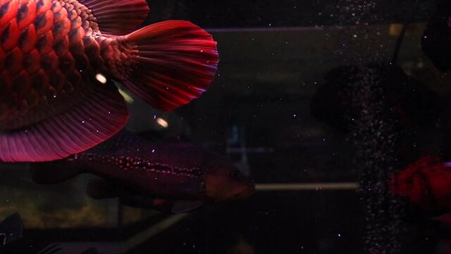 A red Asian arowana (Scleropages formosus)  or dragon fish, believed by the Chinese to bring good luck and is considered the most expensive aquarium fish in the world