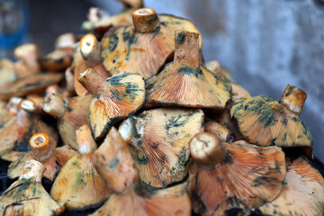A close view of many saffron milk cap mushrooms (Lactarius deliciosus) lower caps, similar to Lactarius Sanguifluus and Lactarius Deterrimus
