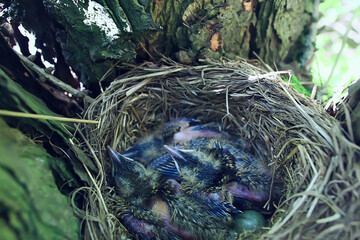 blackbird nest with little chicks, nature spring forest - obrazy, fototapety, plakaty