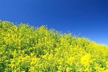 江戸川土手に咲く満開の菜の花風景