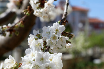 A bee harvests pollen from the flowers of a wild cherry tree