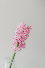 pink flower in the cup of water