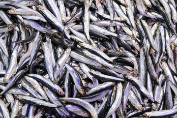 anchovy in the fish market