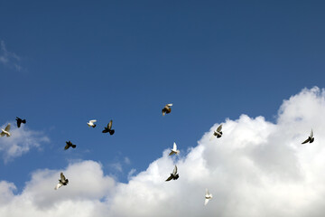 flying birds in the blue and cloudy sky 
