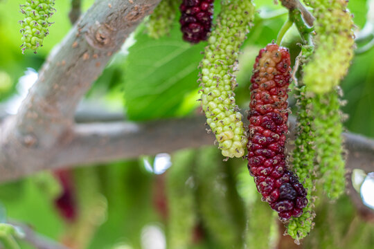 Mulberry Tree and Mulberry fruit