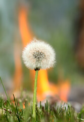 Taraxacum officinale. Blooming dandelion with fire in the background