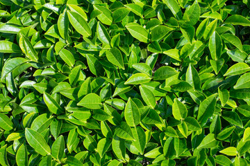 Fresh tea leaves background