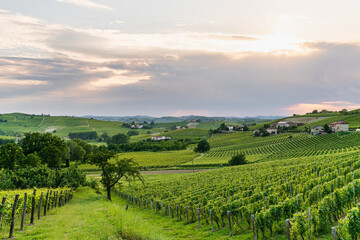 Panorama of Langhe vineyards at sunset, Piedmont, Italy
