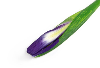 Obraz na płótnie Canvas purple iris