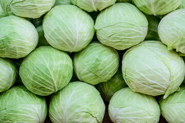 Fresh cabbage background.