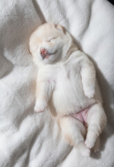 sleeping white shiba puppy on white blanket
