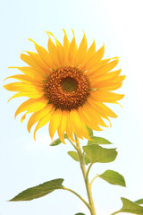 Obraz premium A single sunflower (disk flower, cut flower) against blue sky.