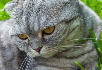 Cats breed "Scottish fold" on the background of grass closeup