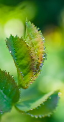 Water drops after rain on the leaves of plants
