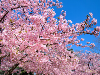 林試の森公園のサクラ　東京都