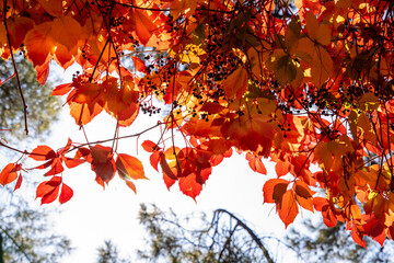 American ivy, Virginia Creeper, Parthenocissus quinquefolia