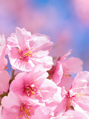 青空とサクラの花