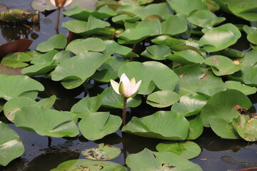 Burgeoning White Water Lily Flower.