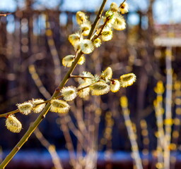 Ìîëîäûå ïîáåãè èâû êðóïíûì ïëàíîì âåñíîé