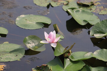 Burgeoning White Water Lily Flower.